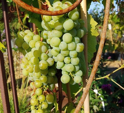 Weinrebe phönix kräftige - weinrebe, `phönix´