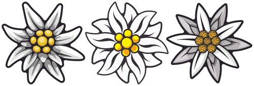 Edelweiss aufkleber 8x8cm - edelweiss,