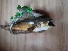 Tierpräparat Wels (Siluro) Fisch