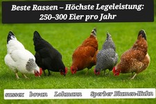 AKTION🥚20 Frische Bruteier