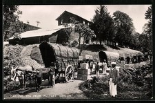 Ansichtskarte Ceylon, Carting Tea from Factory, Tee-Plantage 