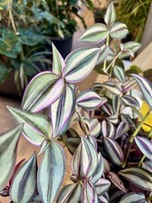 Tradescantia Zebrina/Quadricolor - Stecklinge - Pflegeleichte Zimmerpflanze