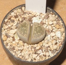 Lithops naureeniae Mesembs Culture Plants Lebende Steine EB-MS1565-T4