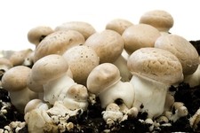 3 Pilzzuchten - ein Preis: Shiitake, Wald-Champignons, Zitronenseitlinge LECKER!