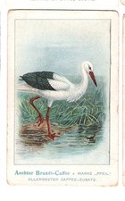 Brandt - Kaffee / älteres Kaufmannsbild / Vögel / Weißer Storch / Foto