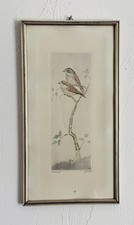 Original Radierung, koloriert