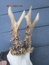 Trophäe Rehgehörn Rehbock Geweih Silbermedaille BJV Nachlaß Bundestagspräsident