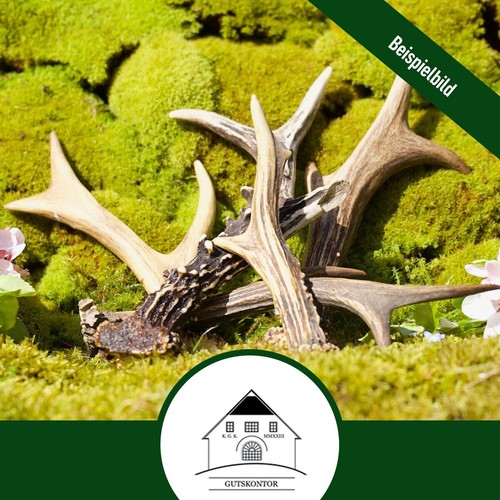 Rehgehörn rehbockstange - rehgehörn,
