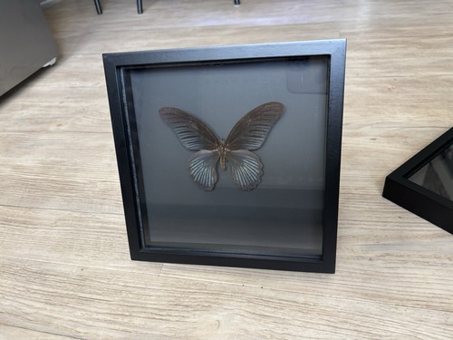 Schmetterling präparat - präparat, im