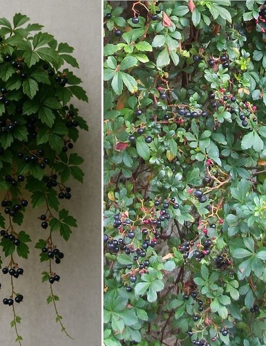 Zimmerwein palmen - 2, x