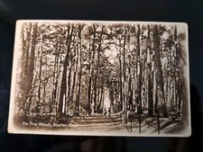 Newton Abbots Pine Woods J