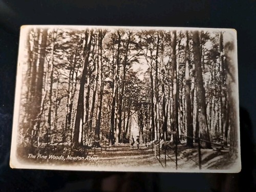 Newton abbots pine woods - pine,