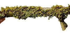 Terrarium 5er set ast - set,