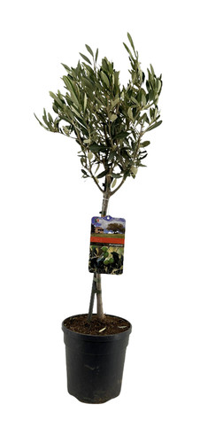 Olivenbaum hochstamm ø19cm - hochstamm,