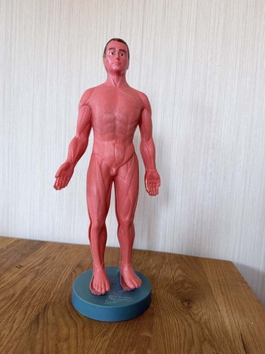 Vintage anatomisches
