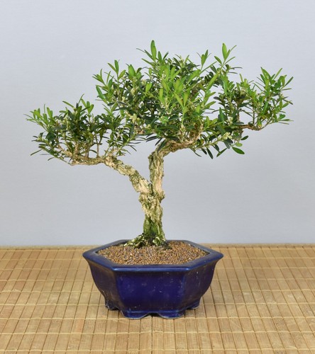 Bonsai indoor chinesischer - bonsai,