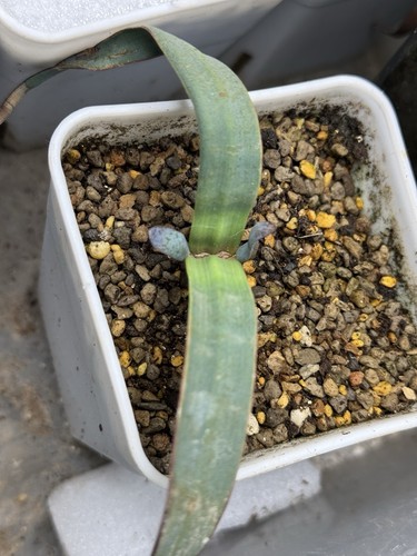 Welwitschia mirabilis - welwitschia,