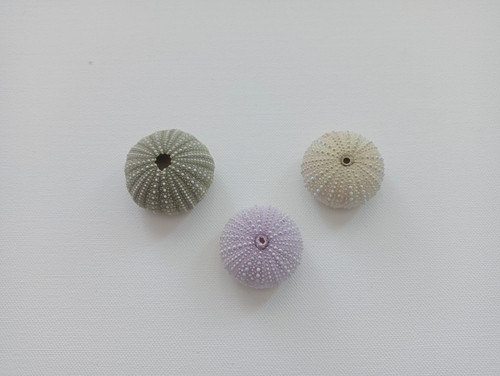 Bunte seeigel für luft - bunte,