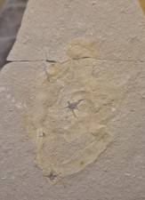 Solnhofen Wurm Tolles Stück