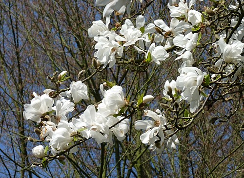 Baum magnolie magnolia kobus - baum-magnolie,