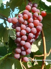 Weinrebe `Vanessa´ kernlos, kräftige Rebe im großen 5-Liter-Topf, ca.80cm