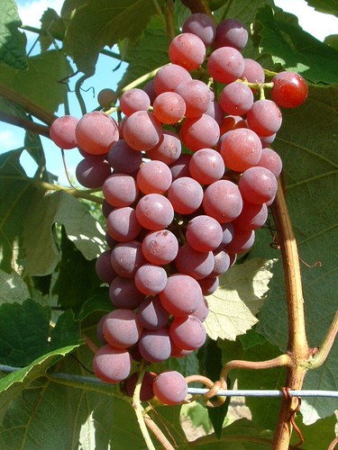 Weinrebe vanessa kernlos - `vanessa´,