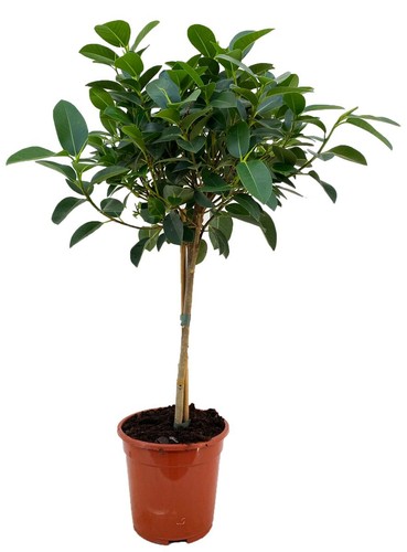 Ficus rubiginosa australis - ficus,