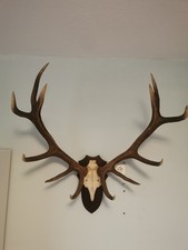 12 Ender Hirschgeweih 