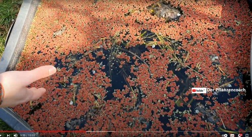 Rote schwimmpflanzen - rote,