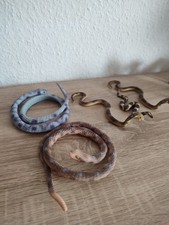 Schlange Kreuzotter Kobra