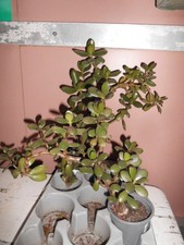 Pfennigbaum Geldbaum Talerbaum Dickblatt Sukkulente Aberglaube BIO