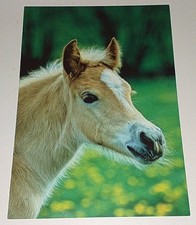 Haflinger Fohlen Foal Horse Tier Postkarte Postcard Pferdepostkarte Ak DJH 