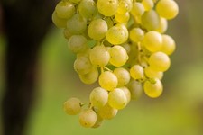 Phoenix süsse Tafeltraube