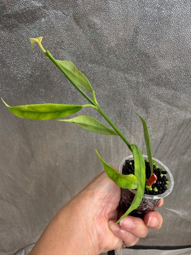 Hoya yingjiansis plant - hoya,