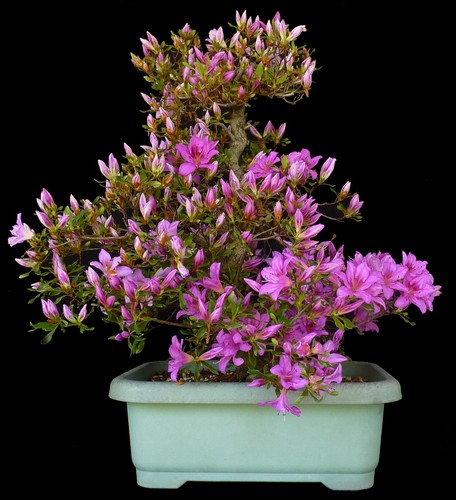 Bonsai azalee japan - bonsai,