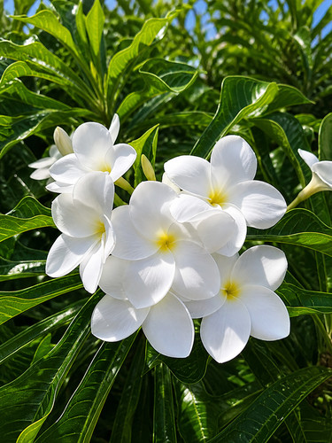 Sale612 plumeria white - sale612,