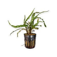 Cryptocoryne balansae - Genoppter Wasserkelch Aquarium Pflanze Hintergrund