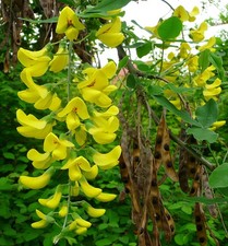 SAMEN GOLD-REGEN Klassiker schön im Garten seltene Veranda dekorative Samen