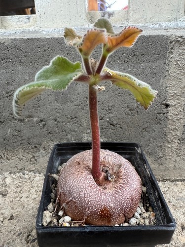 Sinningia iarae cm - +, 5