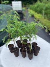 10 St. Küstenmammutbaum 30-50cm Sprosshöhe im durchwurzelten Jiffy-Topf