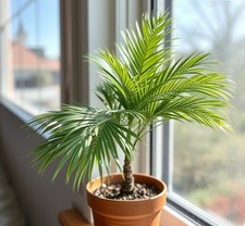 2 x Bergpalme Bäume