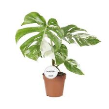 Monstera Deliciosa Variegata 45 cm hoch panaschierte Zimmerpflanze Fensterblatt 