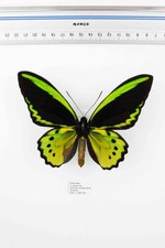 Schmetterling Entomologie, Ornithoptera priamus euphorion -m- Australia