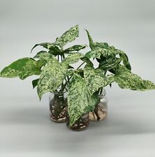 Syngonium Mottled Mojito Variegata Stecklinge mit (Luft-) Wurzeln