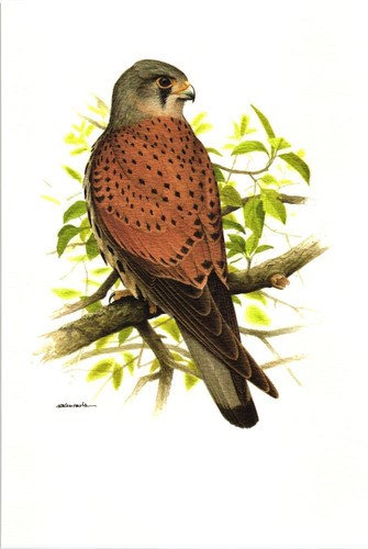 Turmfalke - , tinnunculus)