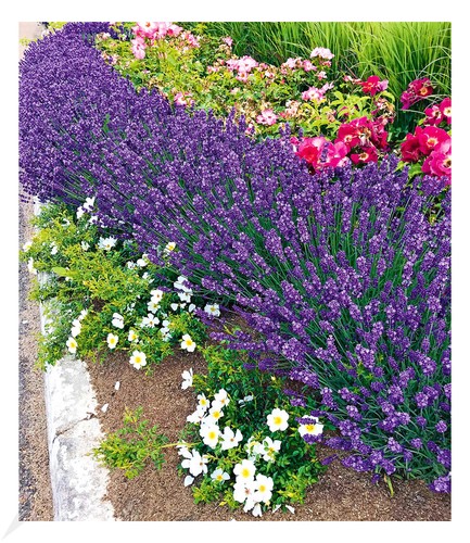 Winterhart lavendel blue - winterhart, "blue