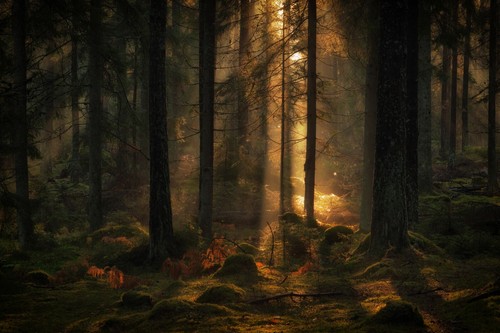 Fototapete vlies mystischer - fototapete, vlies-mystischer
