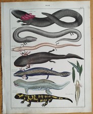 Molch salamander oken - salamander,