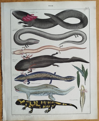 Molch salamander oken - salamander,