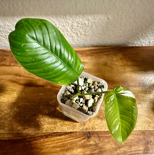 Philodendron scherberichii